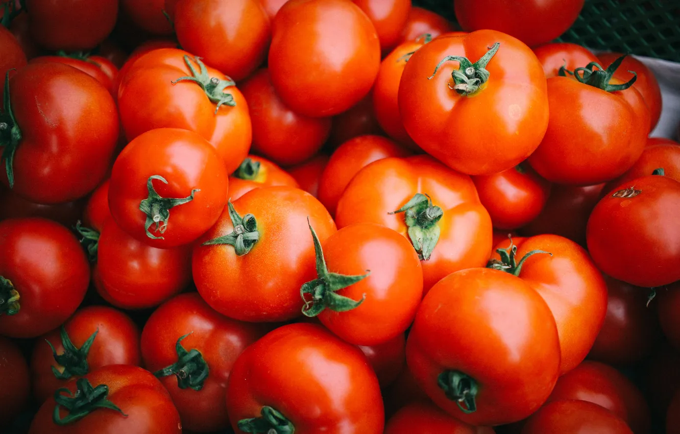 Фото обои красные, овощи, помидоры, много, томаты