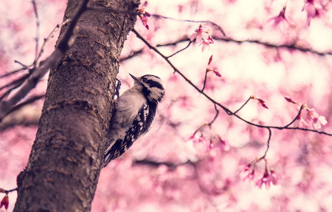 Фото обои дерево, птица, весна