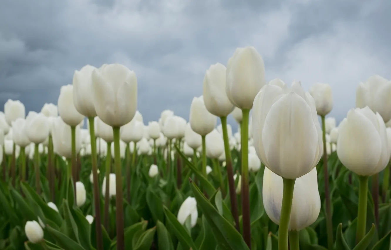 Фото обои поле, тюльпаны, бутоны, белые тюльпаны