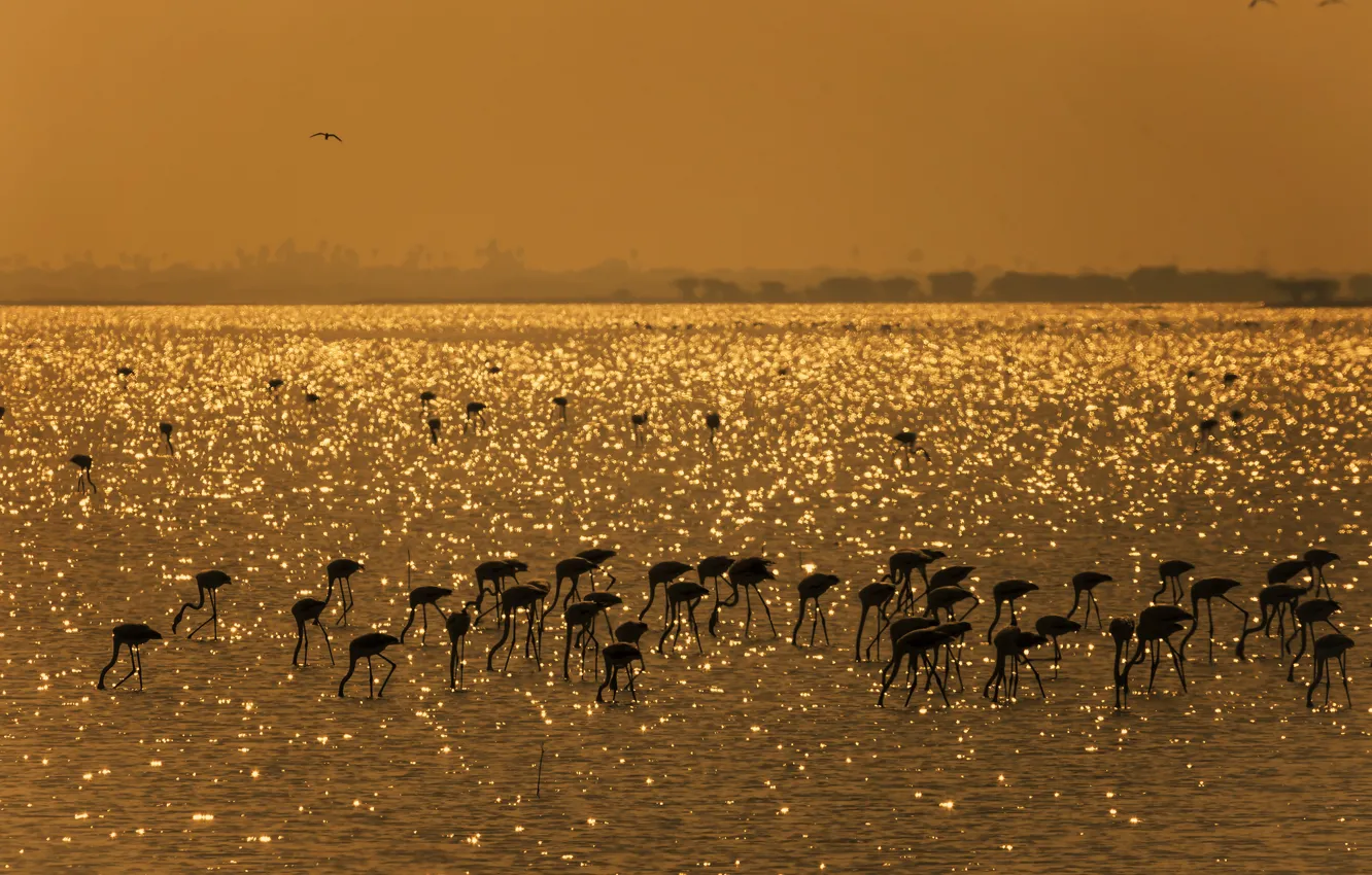 Фото обои птицы, озеро, Индия, фламинго, Mahesh B Photography, Gold Harvest - Flamingos, Пуликат