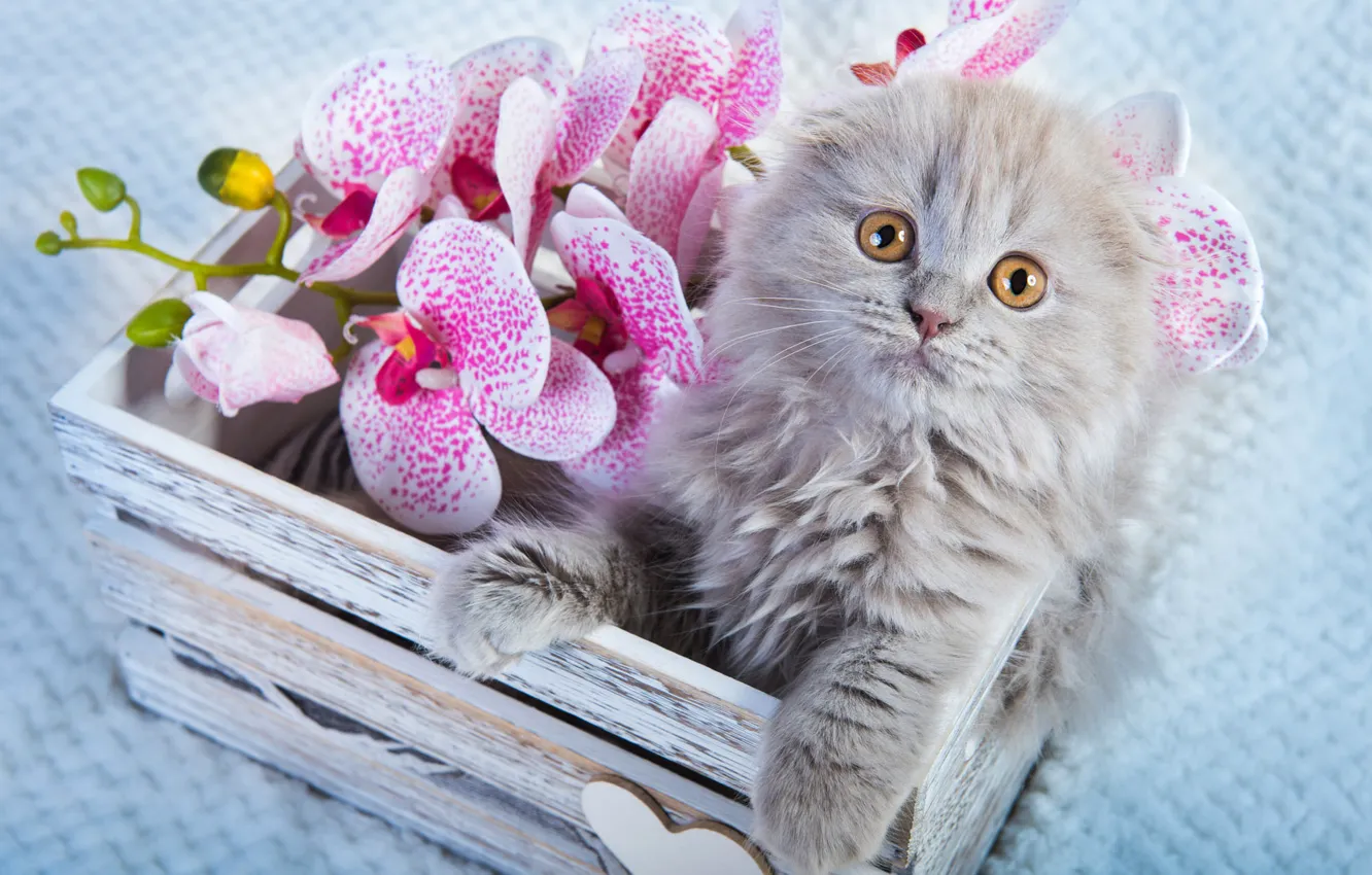 Фото обои кошка, взгляд, цветы, поза, котенок, серый, портрет, лапки