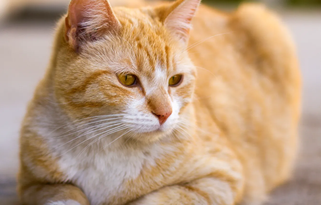 Фото обои кошка, кот, морда, портрет, рыжая