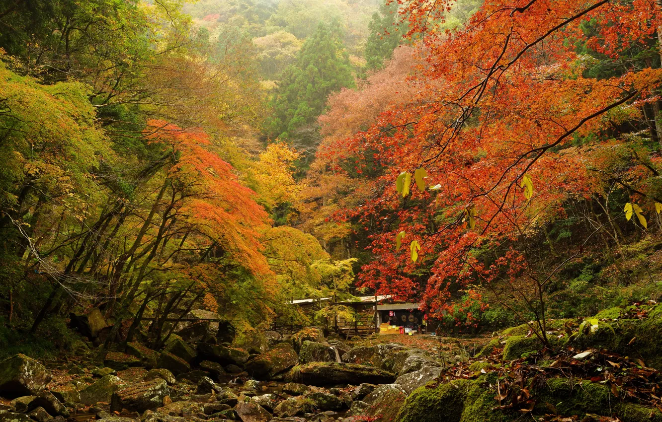 Фото обои осень, лес, листья, деревья, камни, мох