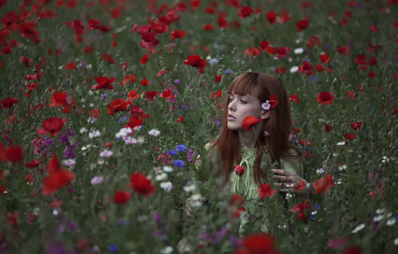 Фото обои girl, field, flowers, poppies