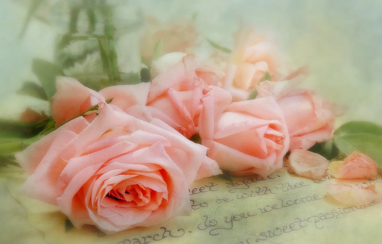 Фото обои письмо, стиль, нежность, розы, лепестки