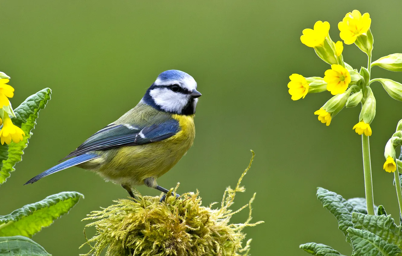 Фото обои птица, мох, первоцвет, синица, лазоревка