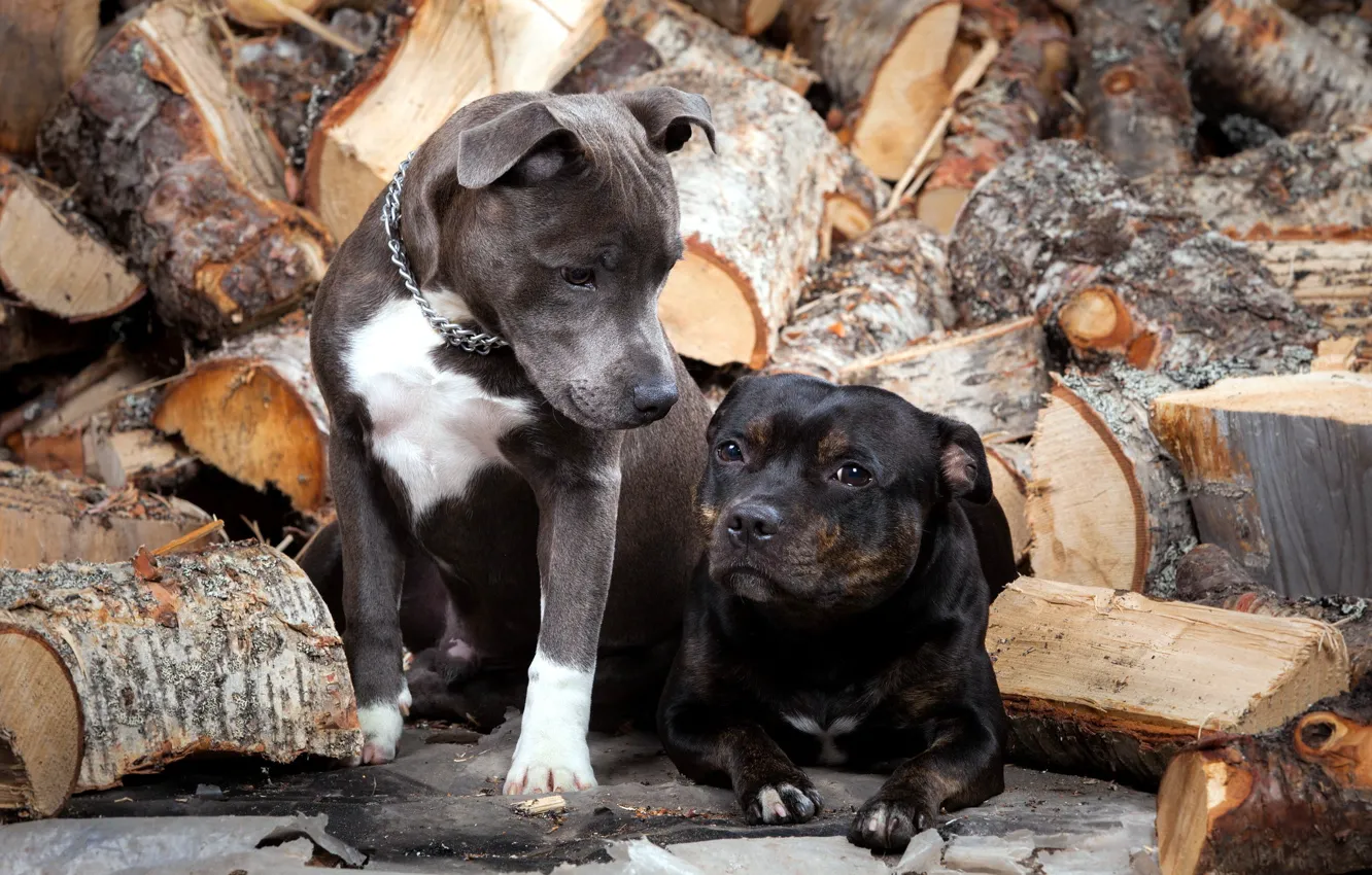 Фото обои собаки, дрова, друзья
