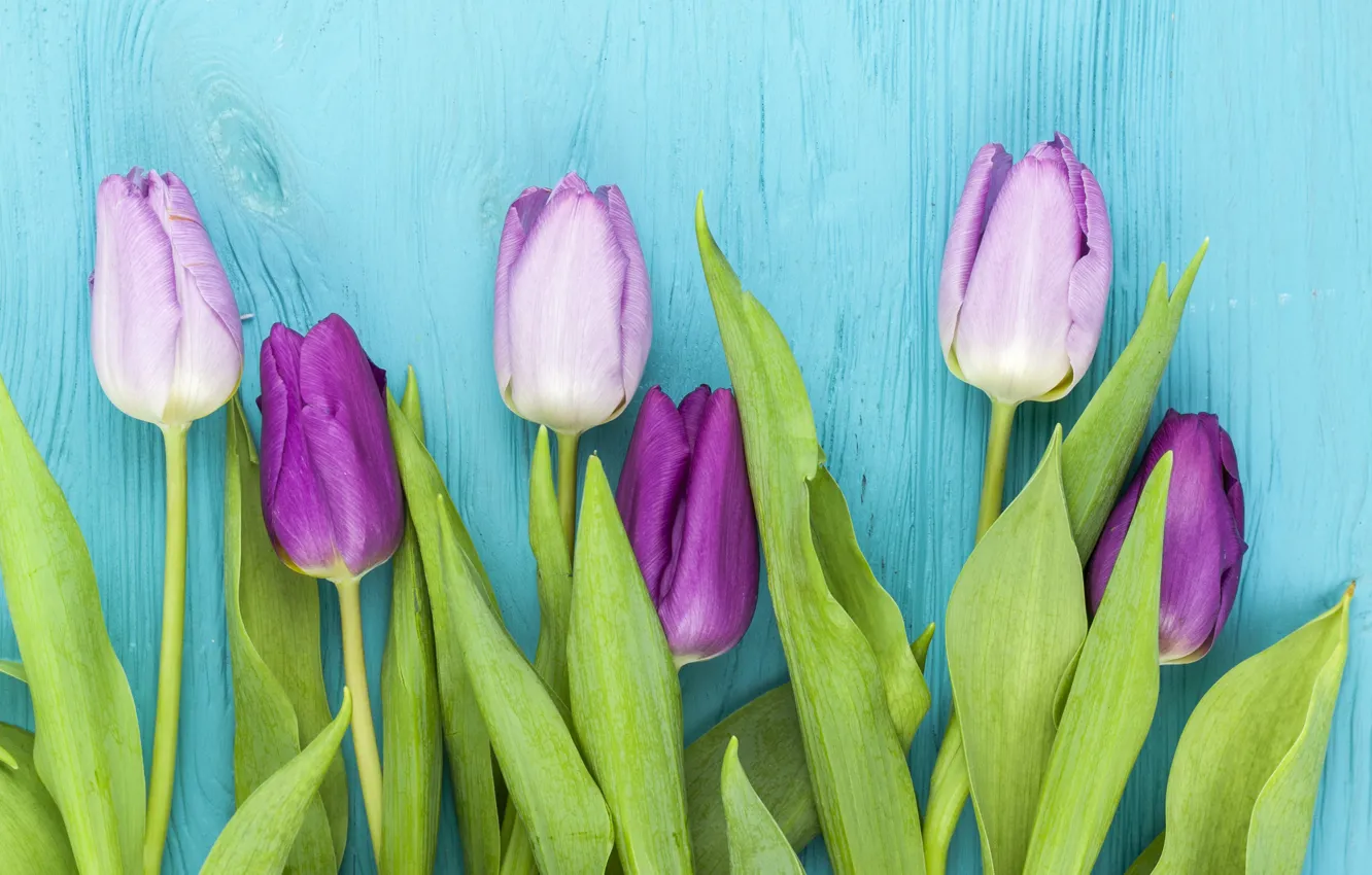 Фото обои цветы, фиолетовые, тюльпаны, wood, flowers, beautiful, голубой фон, tulips