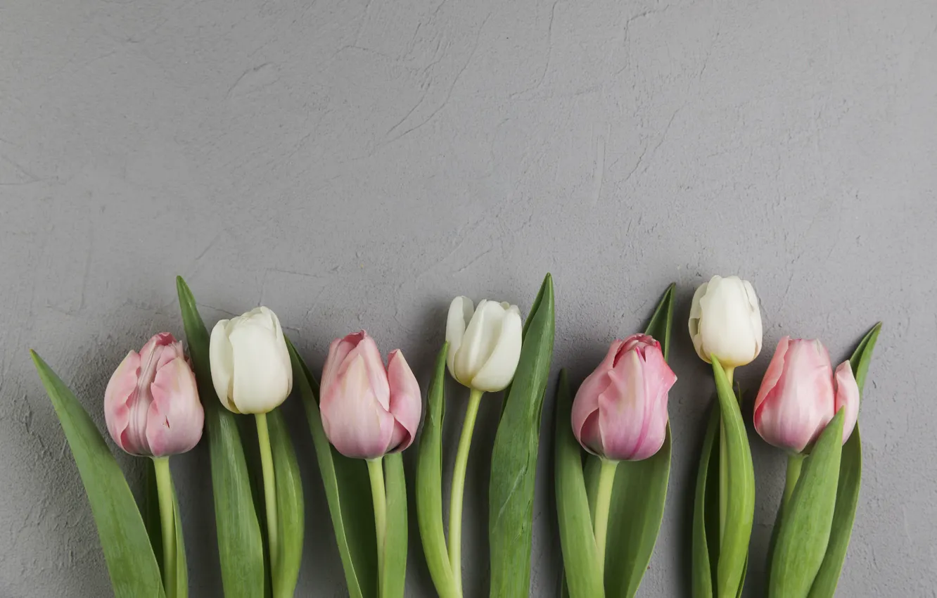 Фото обои цветы, тюльпаны, розовые, white, белые, pink, flowers, beautiful