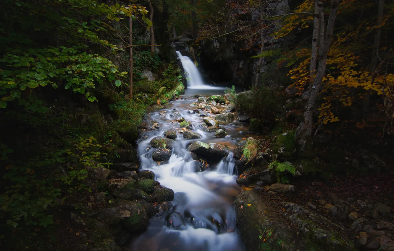 Фото обои осень, лес, ручей, камни, растительность, листва, водопад