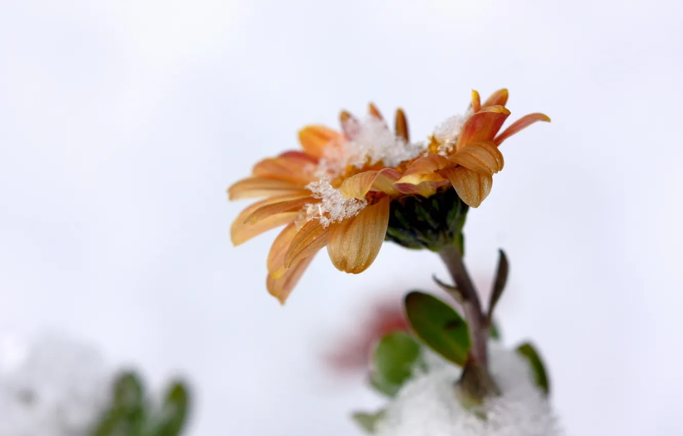 Фото обои цветок, макро, снег, природа