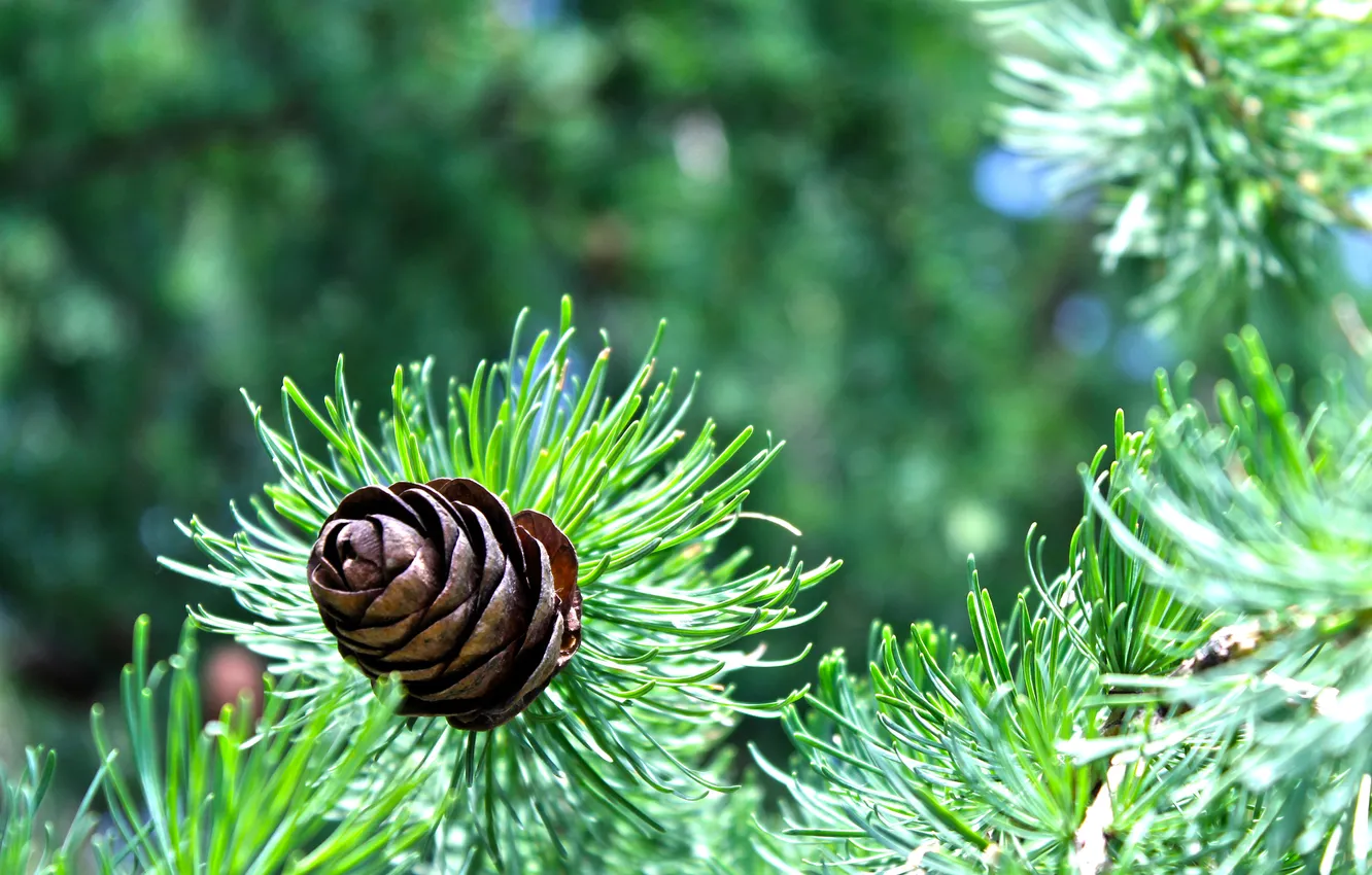Фото обои зелень, солнце, Ель, Russia, шишки, nature, spruce, pine cones