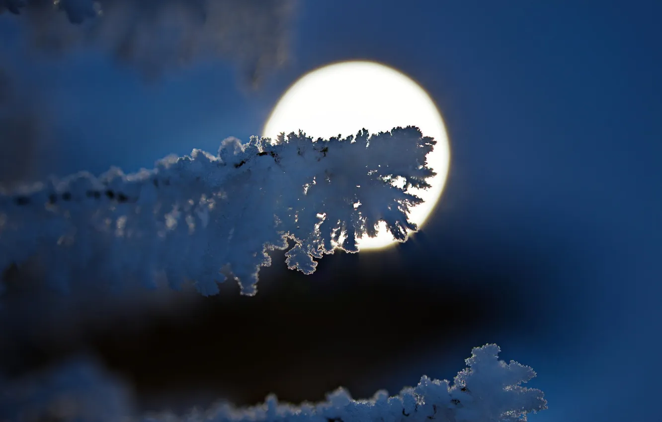 Фото обои снег, ветки, луна