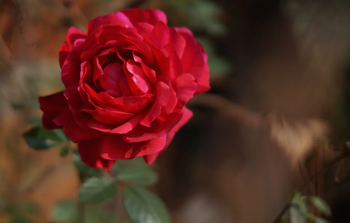 Фото обои цветок, роза, лепестки, красные