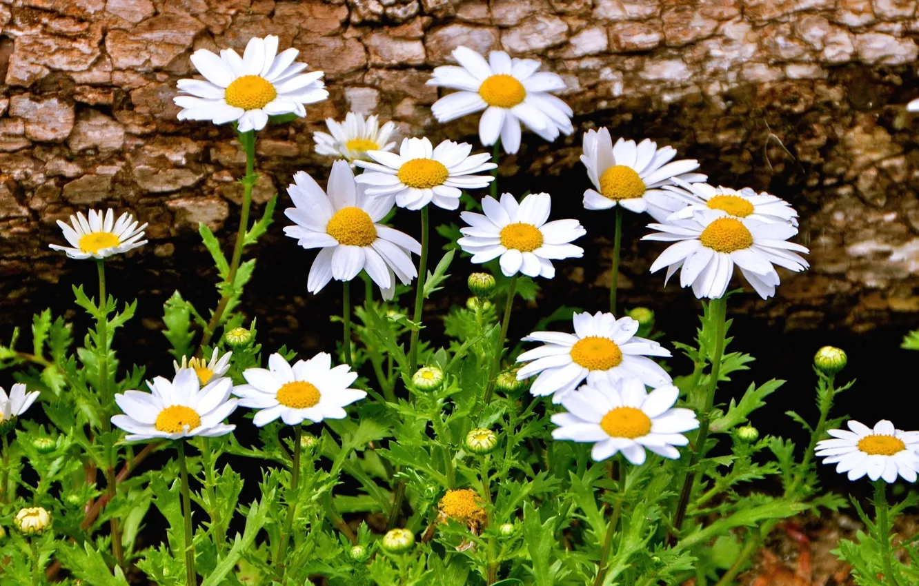 Фото обои цветы, фон, widescreen, обои, ромашки, ромашка, красиво, wallpaper