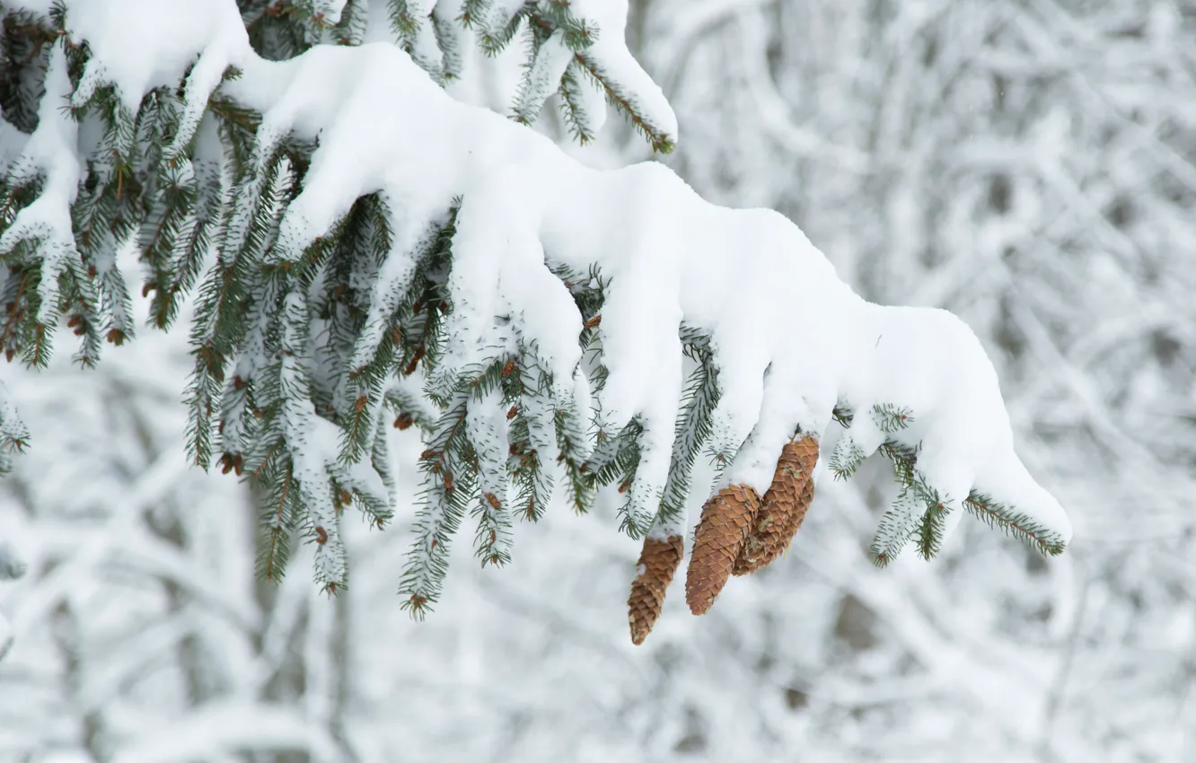 Фото обои зима, снег, дерево, елка, ель, шишки