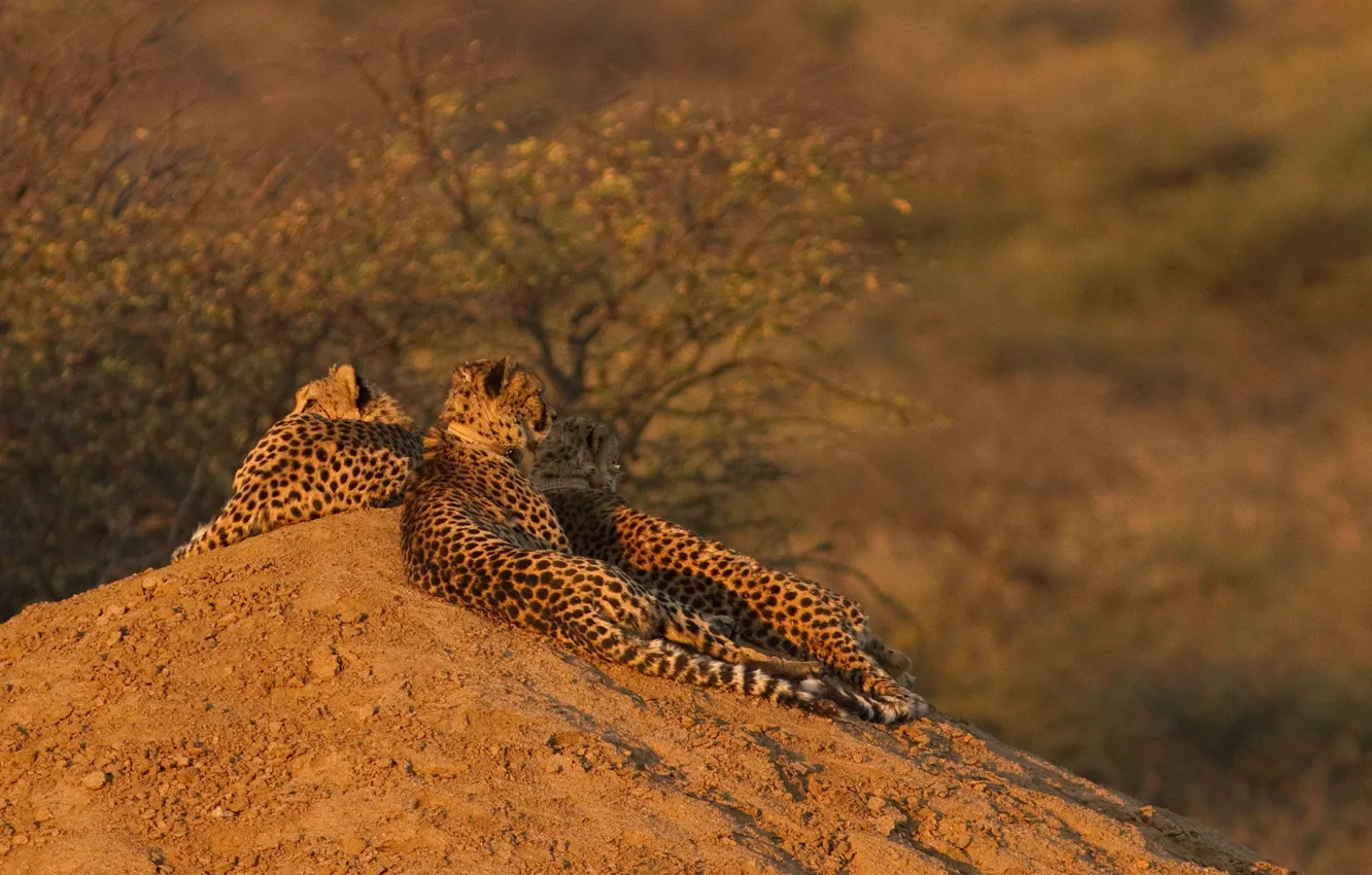 Фото обои отдых, холм, семейство, гепарды