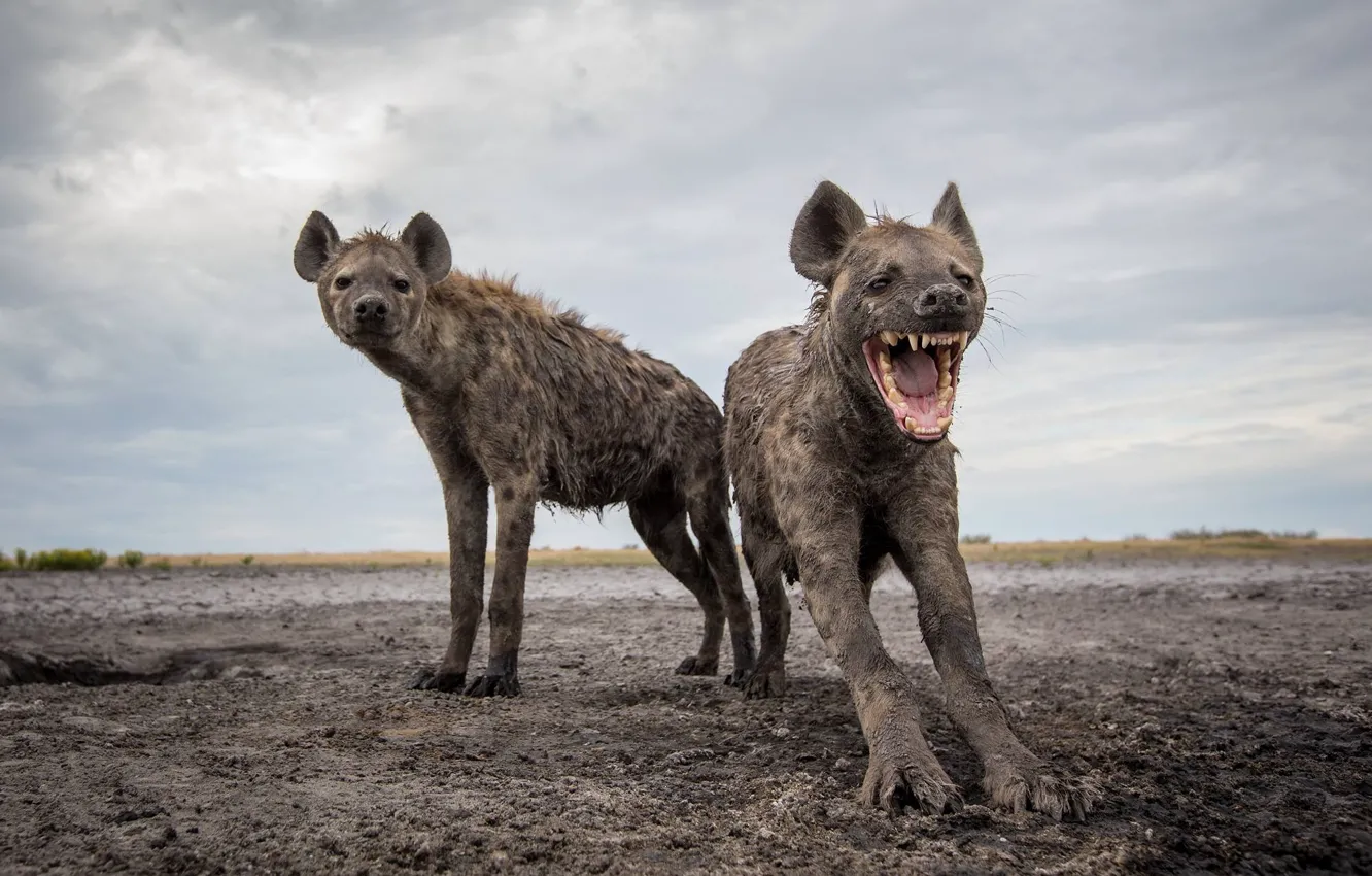 Фото обои Safari, Hyenas, Zambia Wildlife