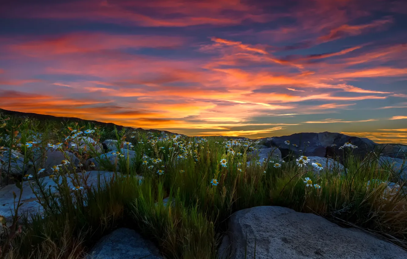 Фото обои камни, ромашки, Mountains, Sierra Nevada