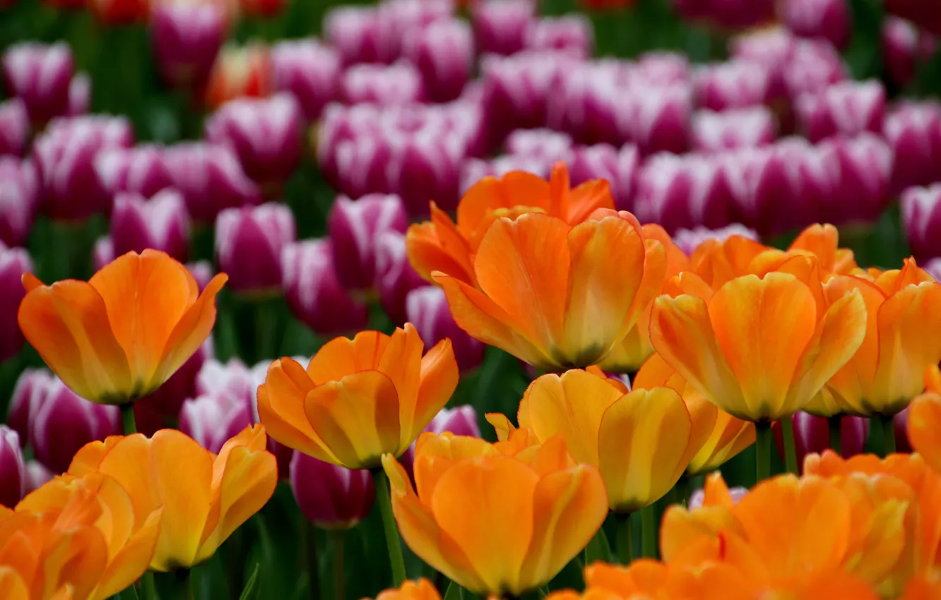 Фото обои цветы, весна, тюльпаны, розовые, оранжевые, клумба, сиреневые, боке