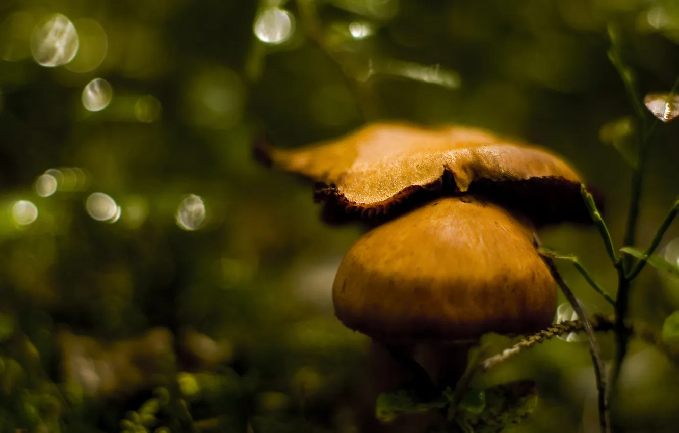 Фото обои природа, грибы, фокус, размытость, боке