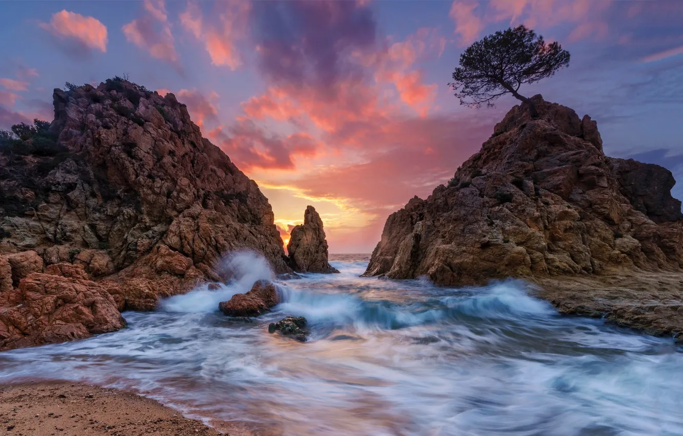 Фото обои море, волны, закат, дерево, скалы