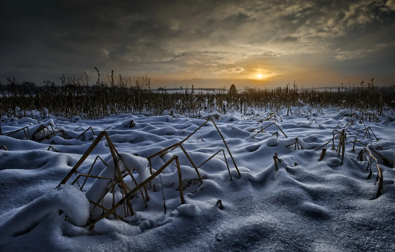 Фото обои зима, поле, ночь