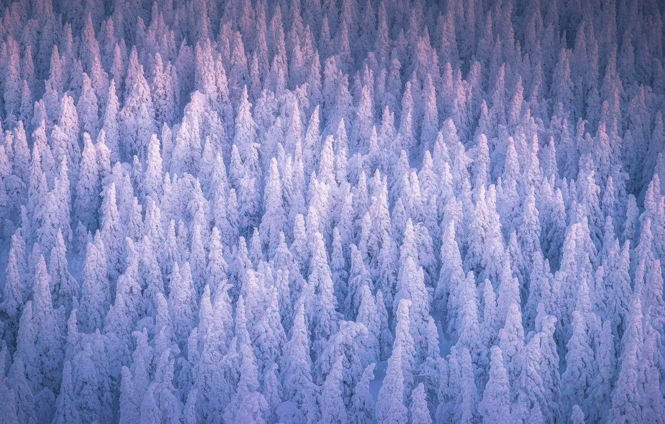 Фото обои Nature, Wood, Winter, Landscape, Snow, Trees, Cold, Daniil Silantev