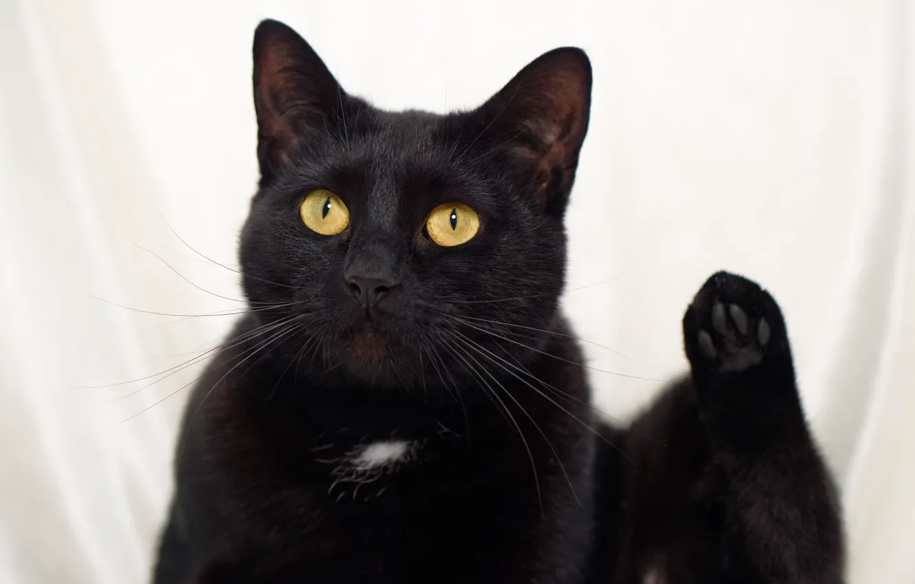 Фото обои глаза, кот, усы, взгляд, чёрный