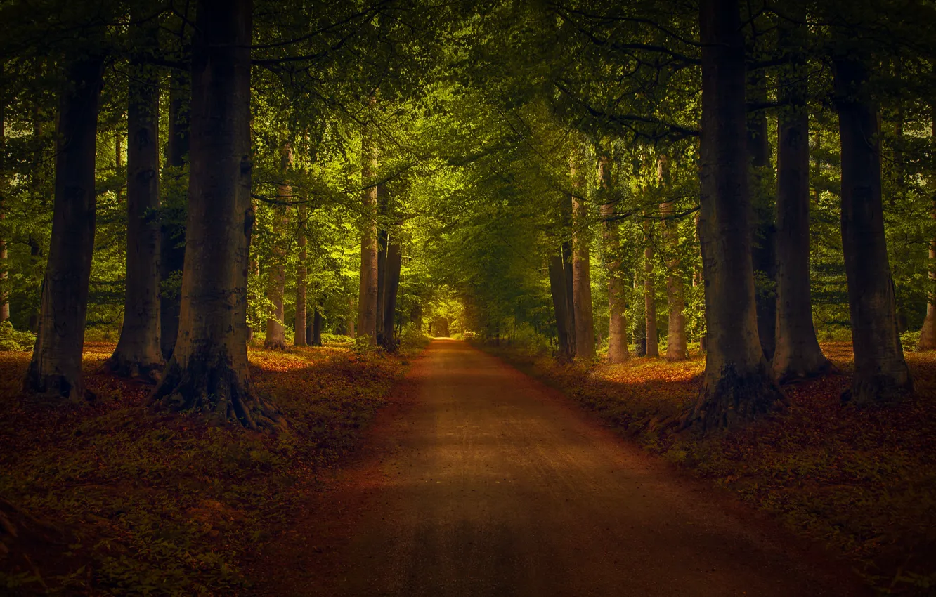 Фото обои лес, деревья, дорожка