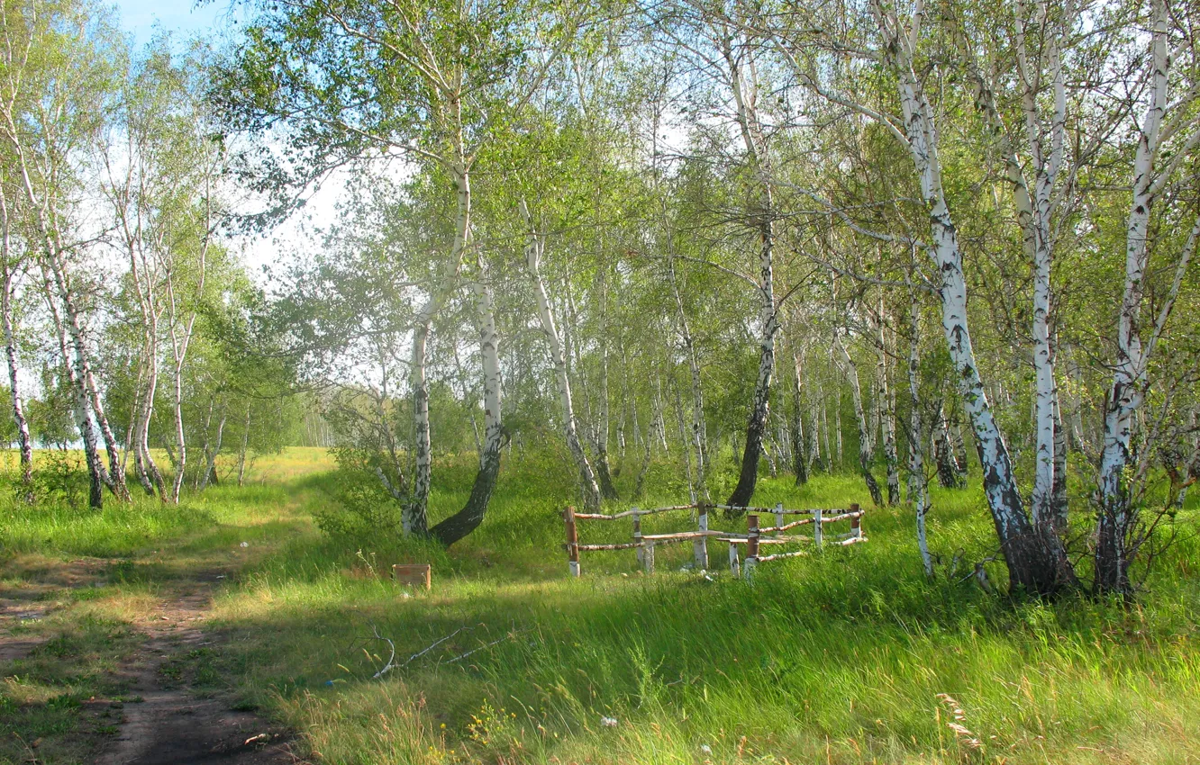 Фото обои лес, лето, природа, береза, казахстан, заказник, арыкбалык, лесничество