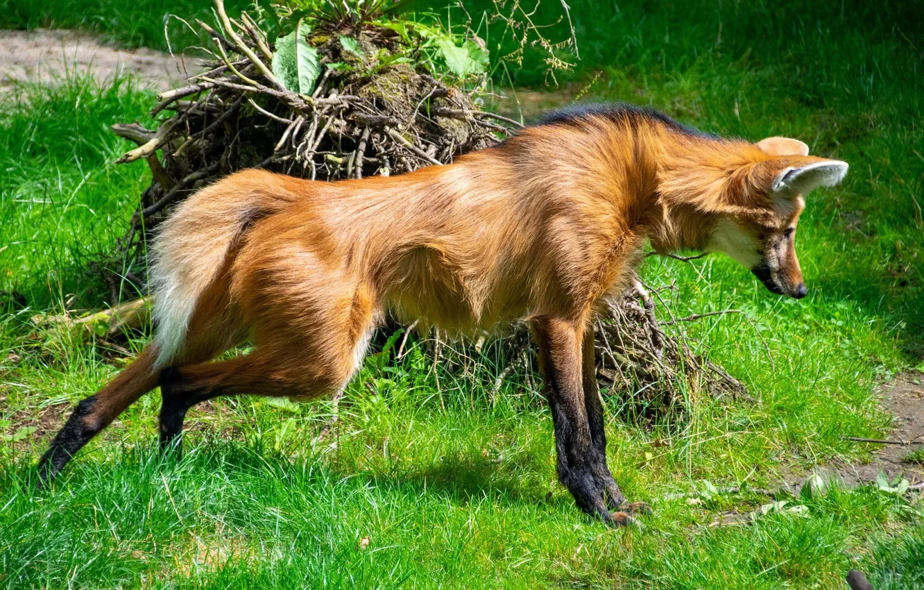 Фото обои fox, animal, wildlife, South America, maned wolf