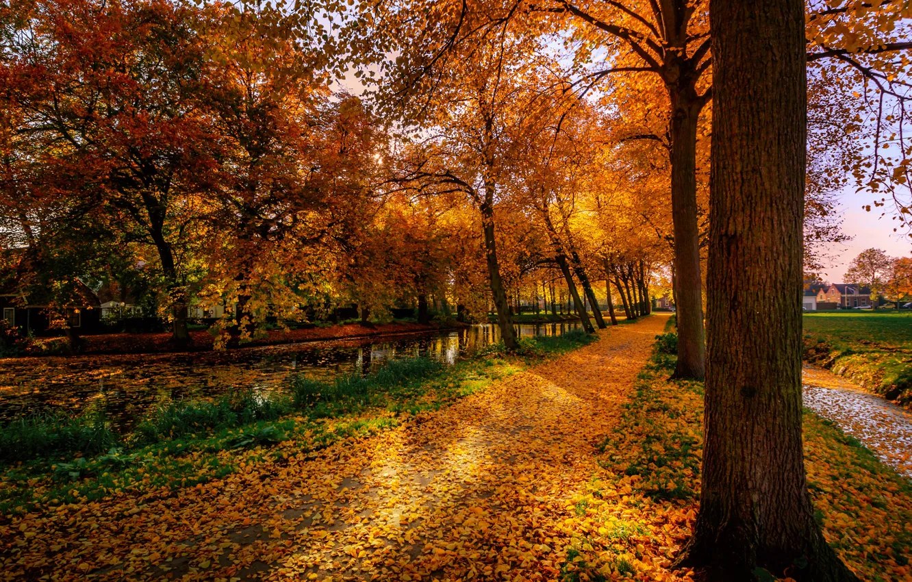 Фото обои осень, листья, деревья, парк, дома, желтые, дорожка, Нидерланды