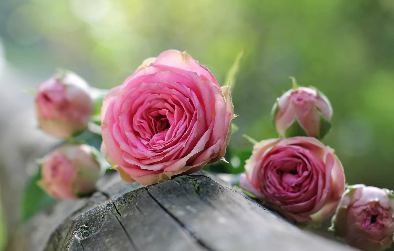 Фото обои бревно, розовые розы, размытость боке
