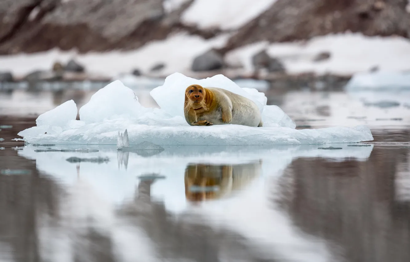 Фото обои тюлень, льдина, Шпицберген, лахтак, морской заяц