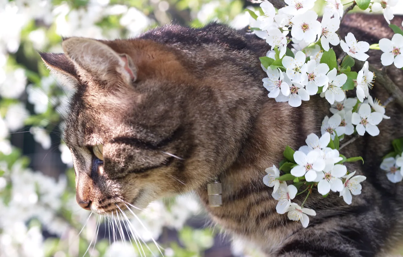 Фото обои котэ, цветущая вишня, Киса