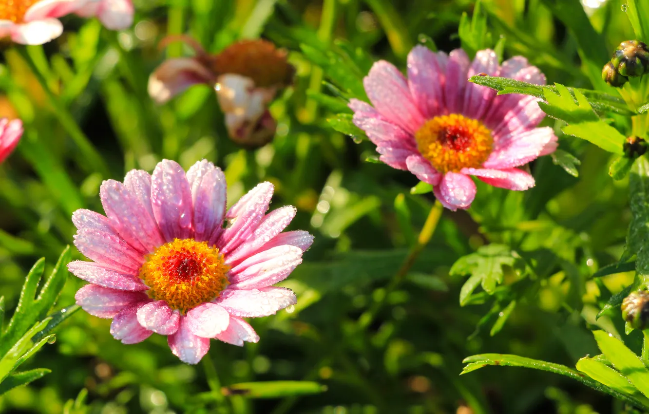 Фото обои flower, pink, blooming