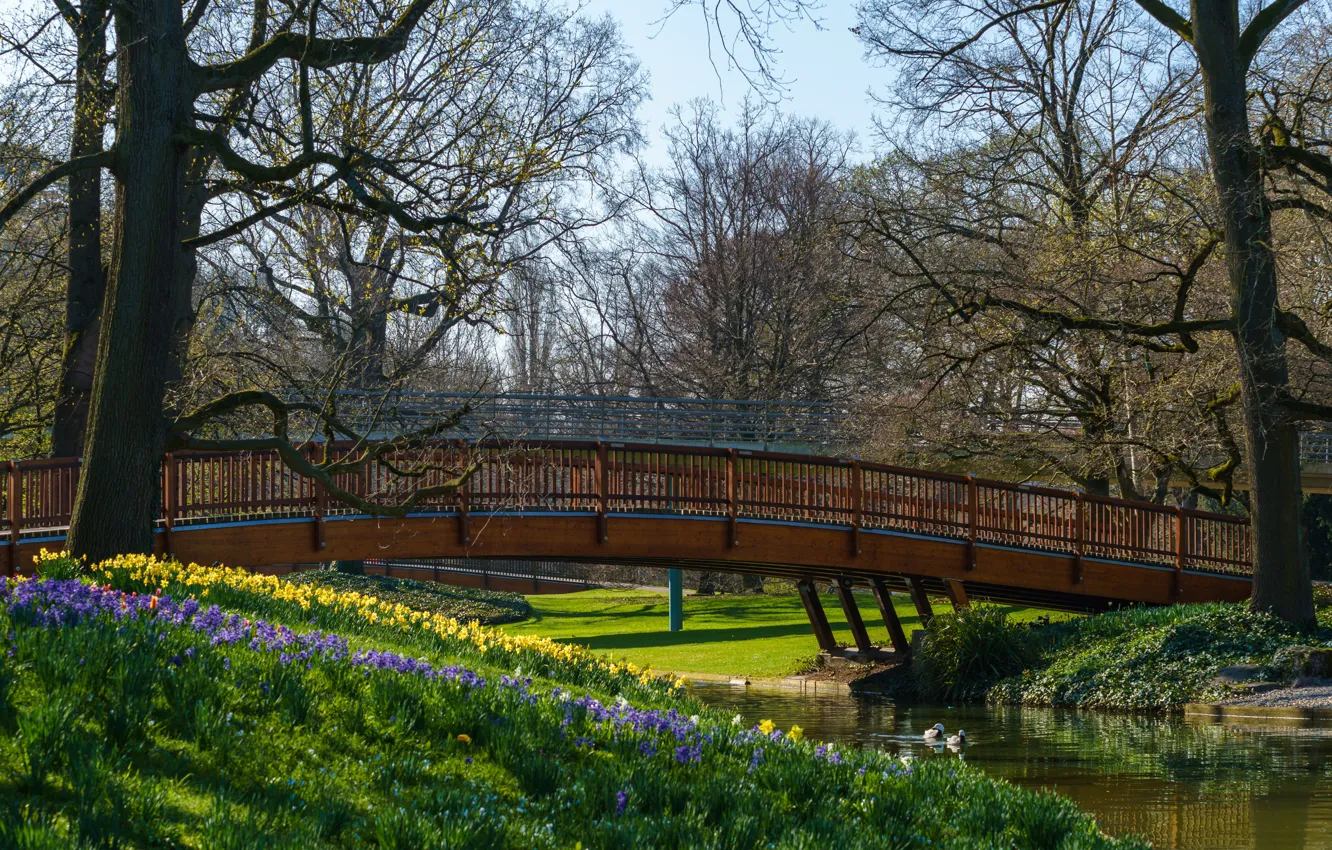 Фото обои солнце, деревья, цветы, мост, пруд, парк, утки, весна