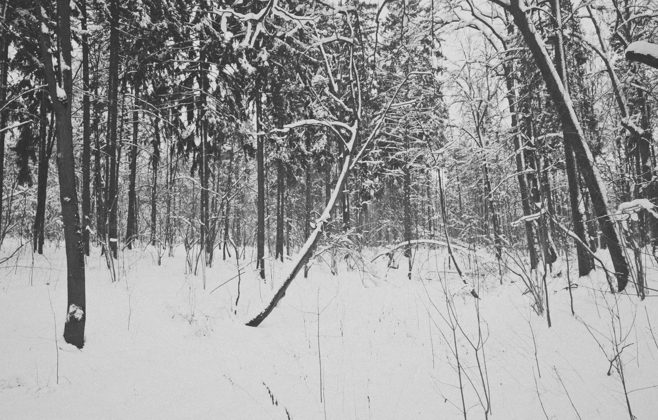 Фото обои зима, лес, снег, деревья, Россия, монохром, monochrome, black and white