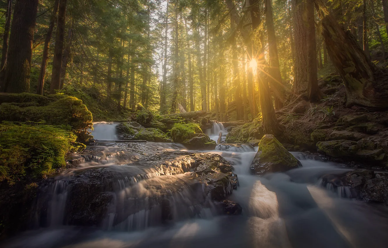 Фото обои лес, свет, река, утро