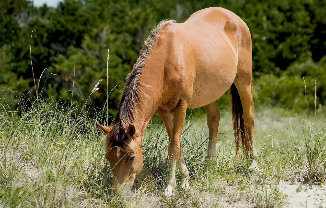 Фото обои природа, лошадь, высокая трава