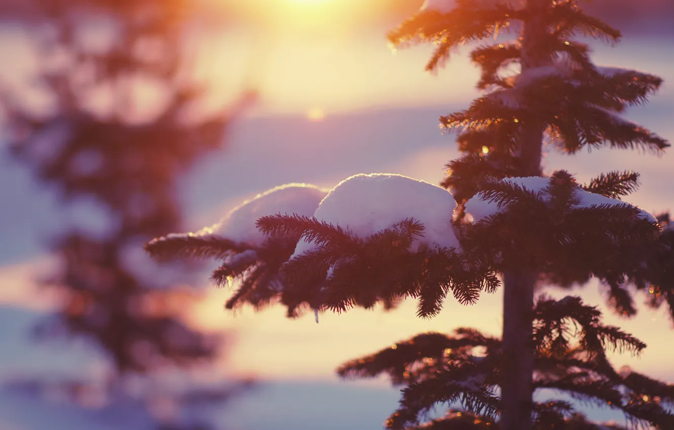 Фото обои зима, свет, снег, природа, елки