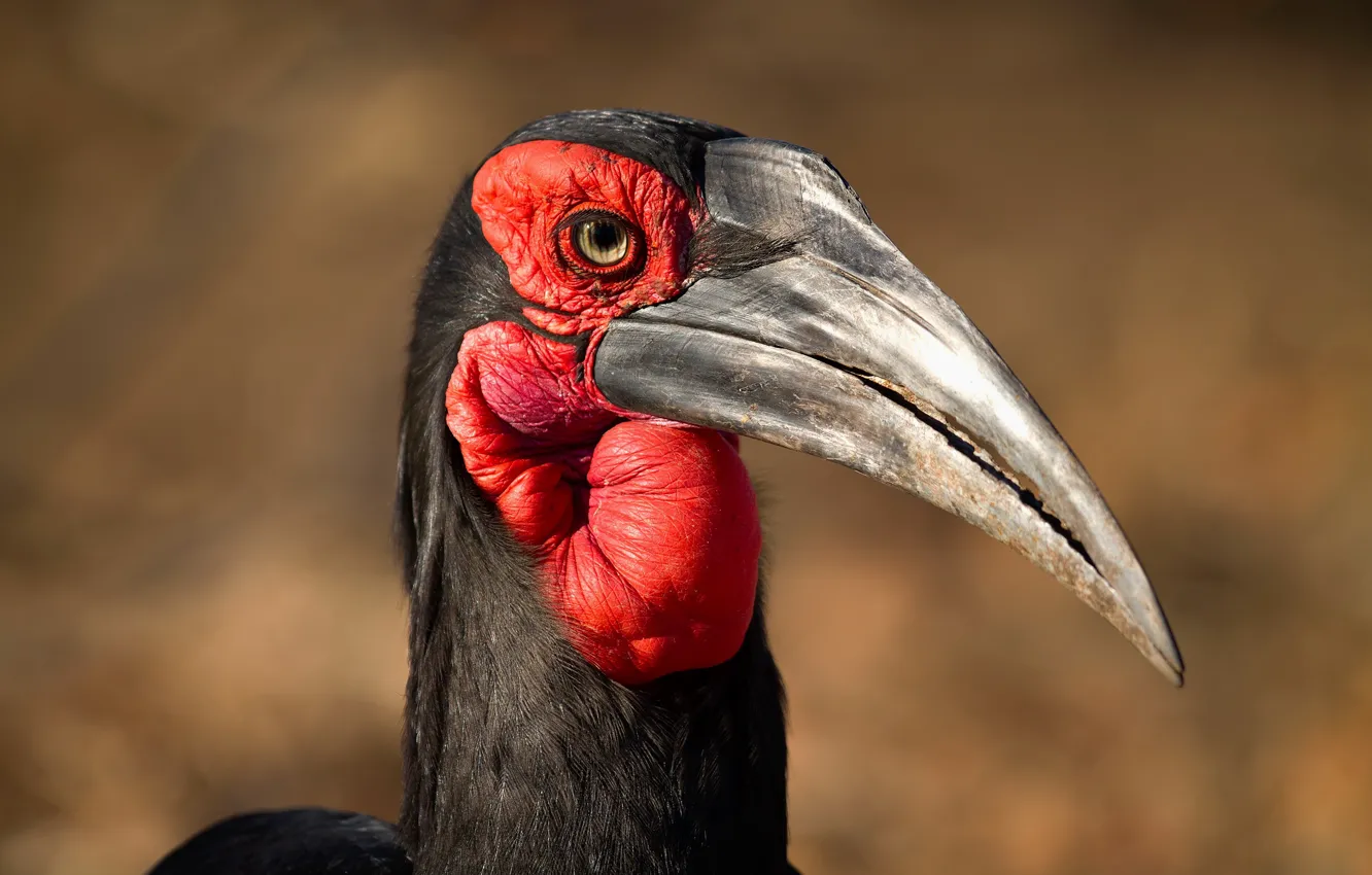 Фото обои природа, птица, Кафрский рогатый ворон