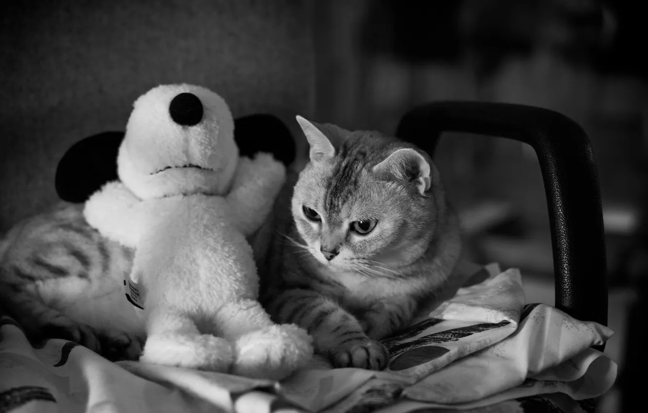 Фото обои кошка, кот, взгляд, поза, мордашка