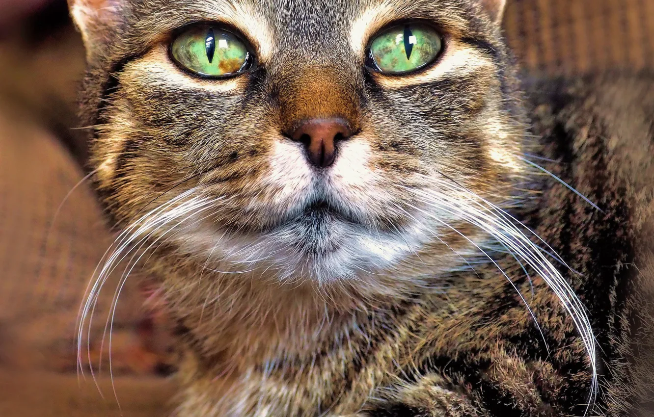Фото обои кошка, глаза, кот, морда, крупный план, серый, портрет, зеленые