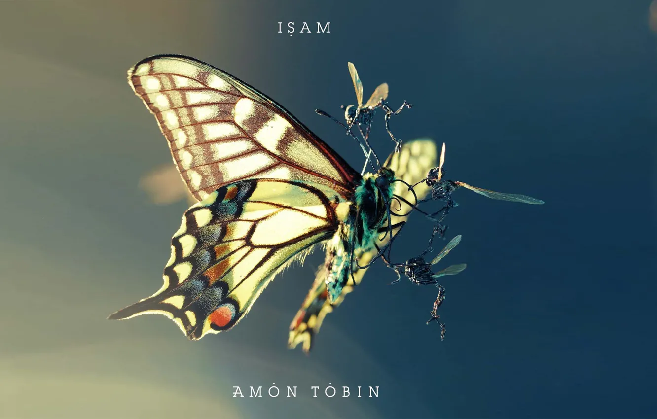 Фото обои насекомые, борьба, мотылек, amon tobin