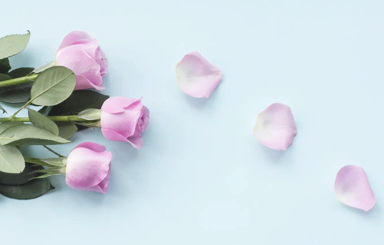 Фото обои розы, лепестки, розовые, бутоны, pink, flowers, petals, roses