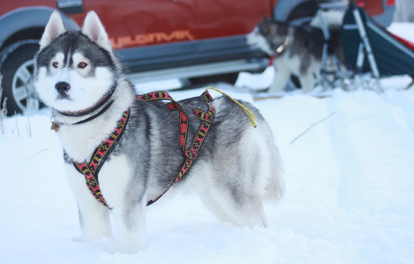 Фото обои зима, собаки, хаски