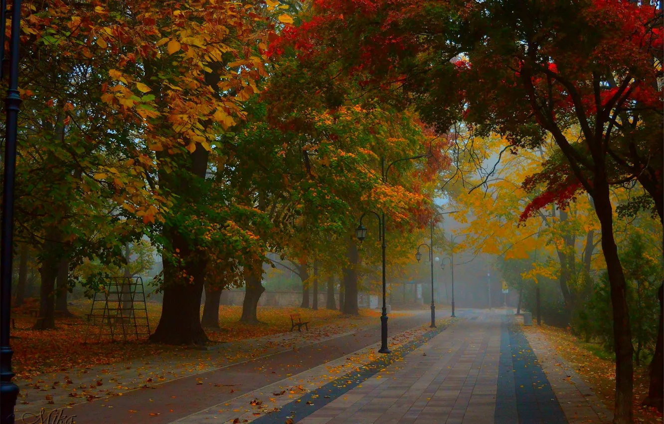 Фото обои Туман, Осень, Деревья, Парк, Fall, Park, Autumn