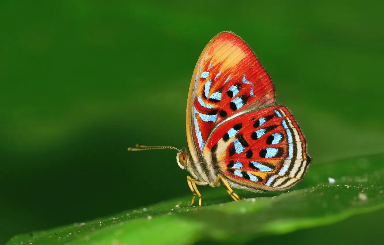 Фото обои природа, бабочка, краски, мотылек, кралья